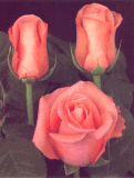 Peckoubo 75 Long Roses