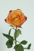 Konfetti 75 Long Roses