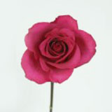 Hot Pink Roses