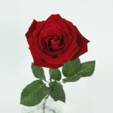 Red Roses