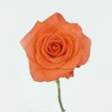 Orange Roses