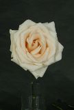 Osiana Roses