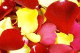 2000 Rose Petals Special Assorted Colors Petals $ .065 &cent; Per Petal