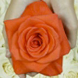Premium Roses
