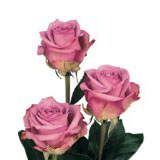 Cool Water 75 Long Roses