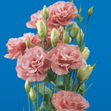 Lisianthus Pink 40 Flowers