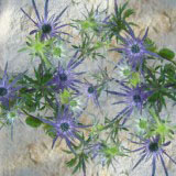 Eryngium 100 Blue Flowers