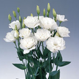 Lisianthus White 40 Flowers