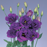 Lisianthus Purple 40 Flowers
