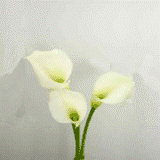 Mini Calla Lilies White 60 Flowers