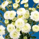 Chrysanthemums 36  Assorted White Button  Stems  180 Blooms