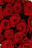 400 Red  Freedom Roses  Great Value Best Price  Only .57 &cent; Per Rose