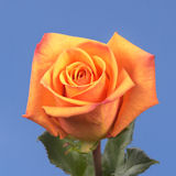 Amber Roses