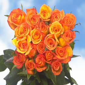 Amber Roses 250