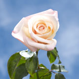 Anna Roses