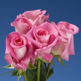 Attache Roses Long 75
