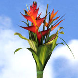 Arrangement Tropical Combination 4 Bouquets