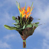 Arrangement Safari Sunset 8 Bouquets