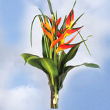 Arrangement Grand Tropical 4 Bouquets