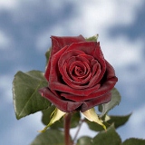 Black Baccara Roses 250 Dark Red Roses