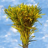 Croton Leaves