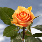 Cuenca Roses