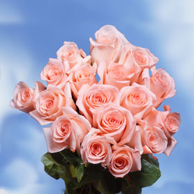Engagement Roses 200  Peach Pink Roses
