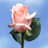 Engagement Roses