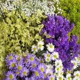 Fillers Combo Pack Flowers