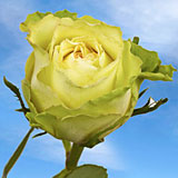 Green Beauty Roses 100 Green Roses