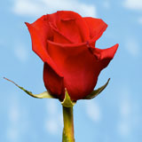 Kamila Roses 100 Salmon Roses