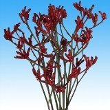 Kangaroo Red 60 Flowers