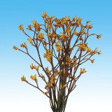 Kangaroo Yellow 60 Flowers