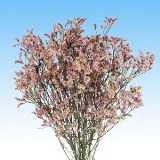 Limonium Purple 120 Stems