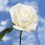 Mount Everest Roses Long 150  White Roses