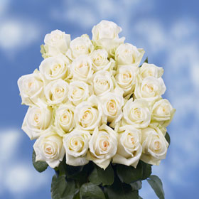 Mount Everest Roses Long 150  White Roses