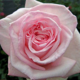 Garden Rose O'Hara 72 Roses
