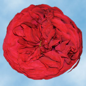 Garden Roses Piano Red 72 Roses
