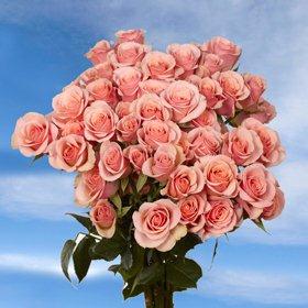 Pink Spray Roses 90