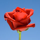 Order Valentine's Day Flowers