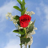 Mother's Day Single Red Roses