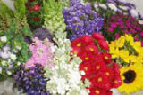 Specialty Flowers Pack 20 Bunches Asstorted $7.50 Per Bunch