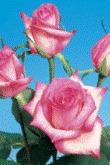 Vogue 75 Long Roses