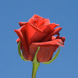 Valentine Roses 200 Red Roses Gorgeous Red Roses
