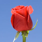 Valentine's Day Roses 150 Stunning Red Roses