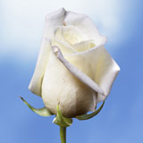 Virginia Roses 100 White Roses