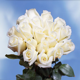 Virginia Roses 250 White Roses
