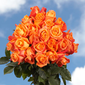 Voodoo Roses Long 150 Orange Roses