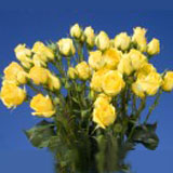 Yellow 90 Medium Spray Roses