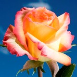 High & Magic Roses